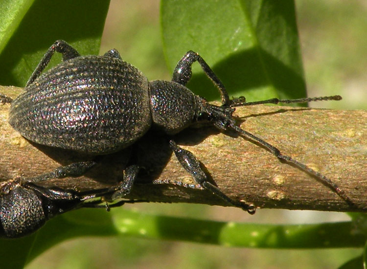 Curculionidae primaverile